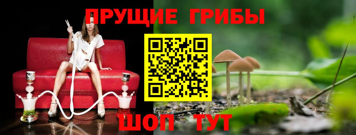 Псилоцибиновые грибы Cubensis Горячий Ключ